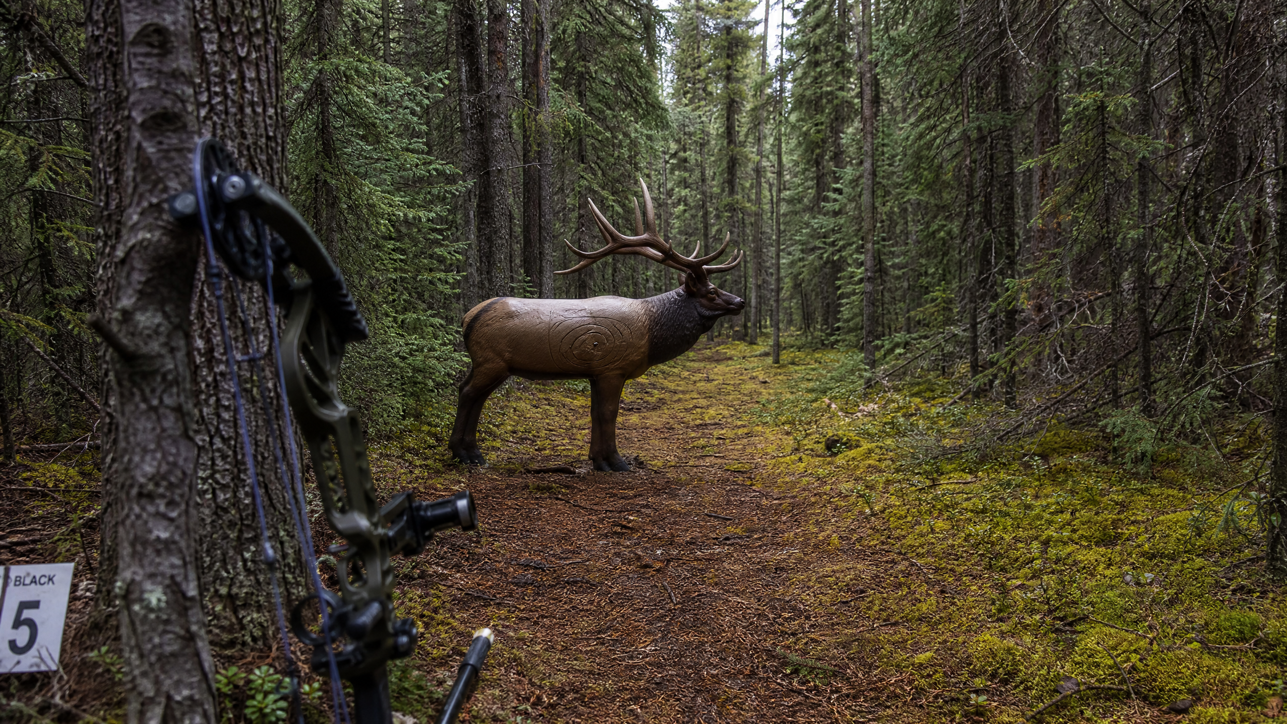 3D foam elk target on a trail in the Alberta boreal forest