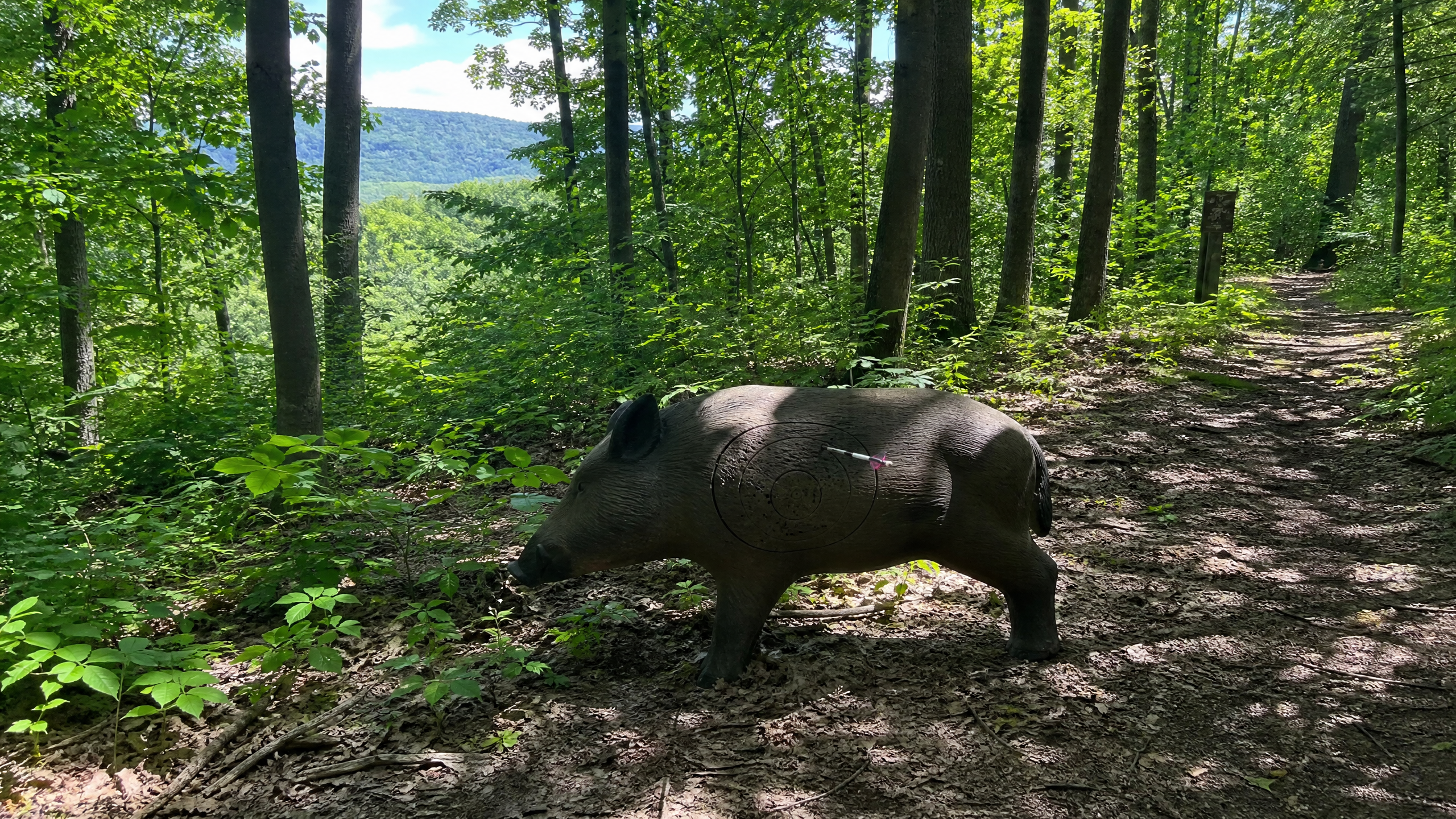 3D foam wild boar target on a trail in Ontario's Greenbelt forest