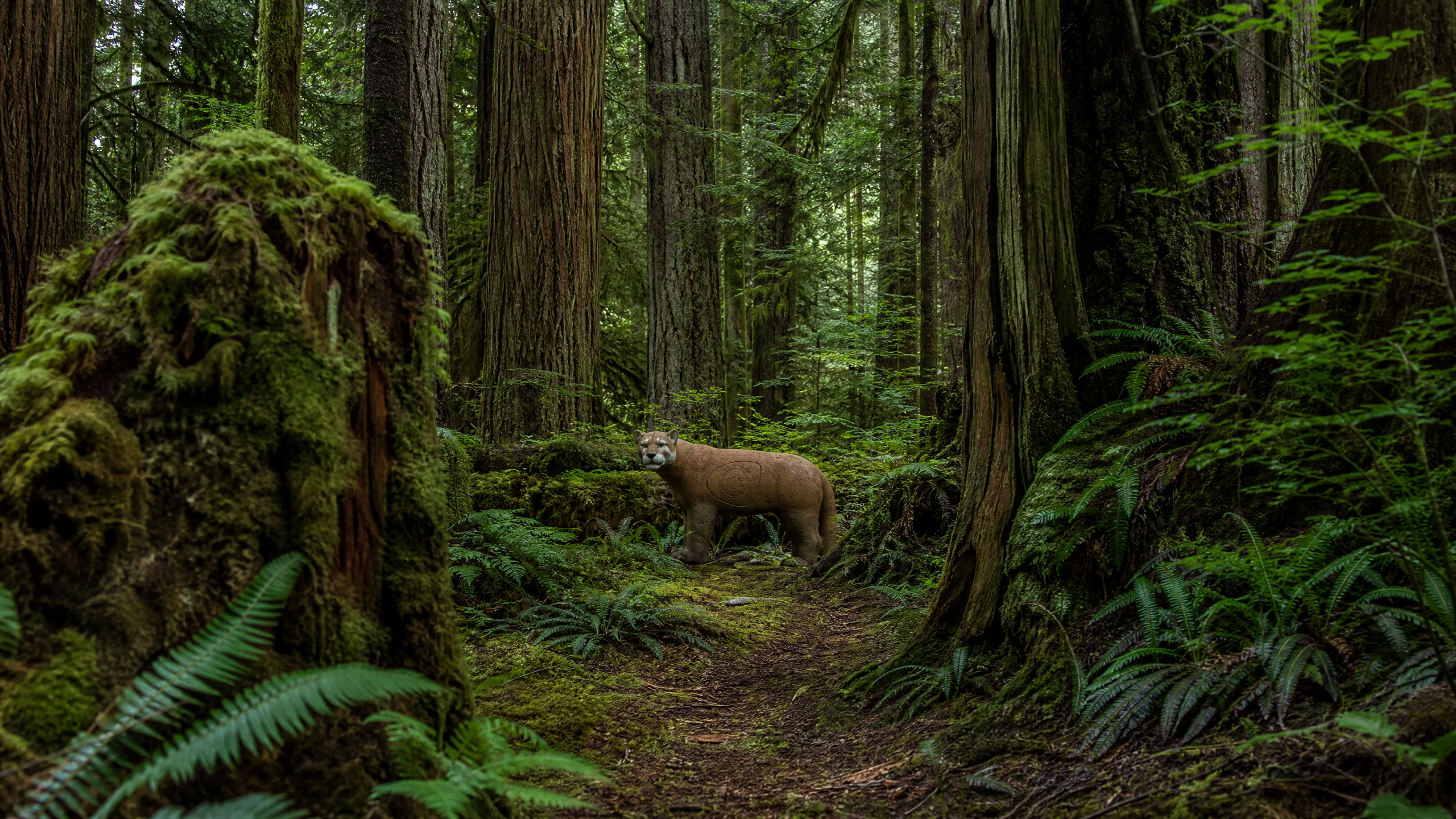 3D foam cougar target on a trail in the BC coastal rainforest